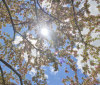 Nature Image