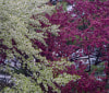 Nature Image