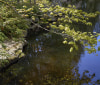 Nature Image