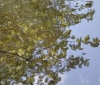 Nature Image