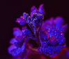 Nature Image