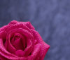 Nature Image