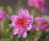 Nature Image