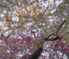 Nature Image