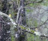 Nature Image