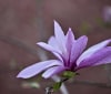 Nature Image