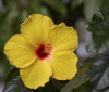 Nature Image