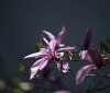 Nature Image