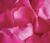 Nature Image