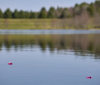 Nature Image
