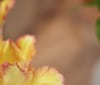 Nature Image