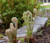 Nature Image