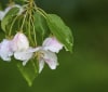 Nature Image