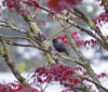 Nature Image