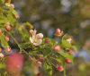 Nature Image