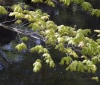 Nature Image