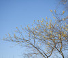 Nature Image