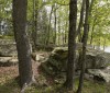 Nature Image