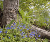 Nature Image