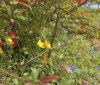 Nature Image