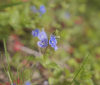 Nature Image