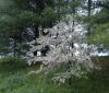 Nature Image