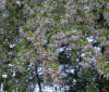 Nature Image