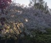 Nature Image