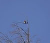 Nature Image