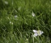 Nature Image