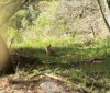 Nature Image