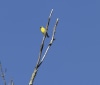 Nature Image