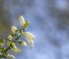 Nature Image