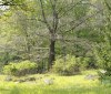 Nature Image