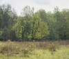Nature Image