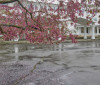 Nature Image