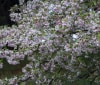 Nature Image