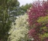Nature Image