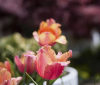 Nature Image