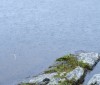 Nature Image
