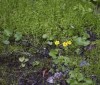 Nature Image