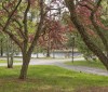 Nature Image