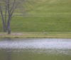 Nature Image