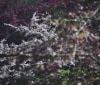 Nature Image