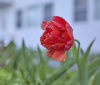 Nature Image