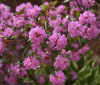 Nature Image