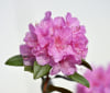 Nature Image