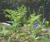 Nature Image
