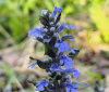 Nature Image