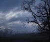 Nature Image